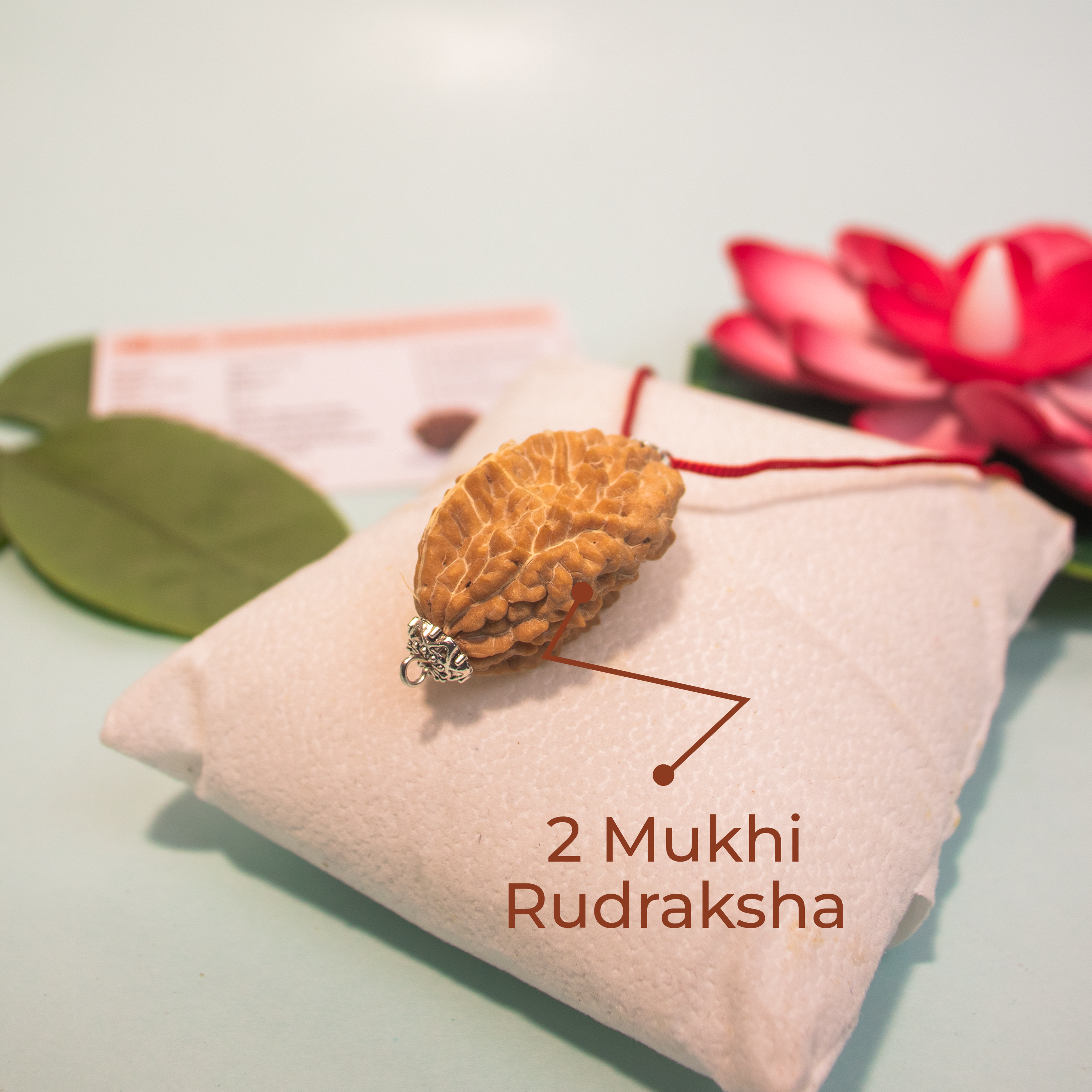 2 Mukhi Rudraksha Pendant from Dakshin Bharata