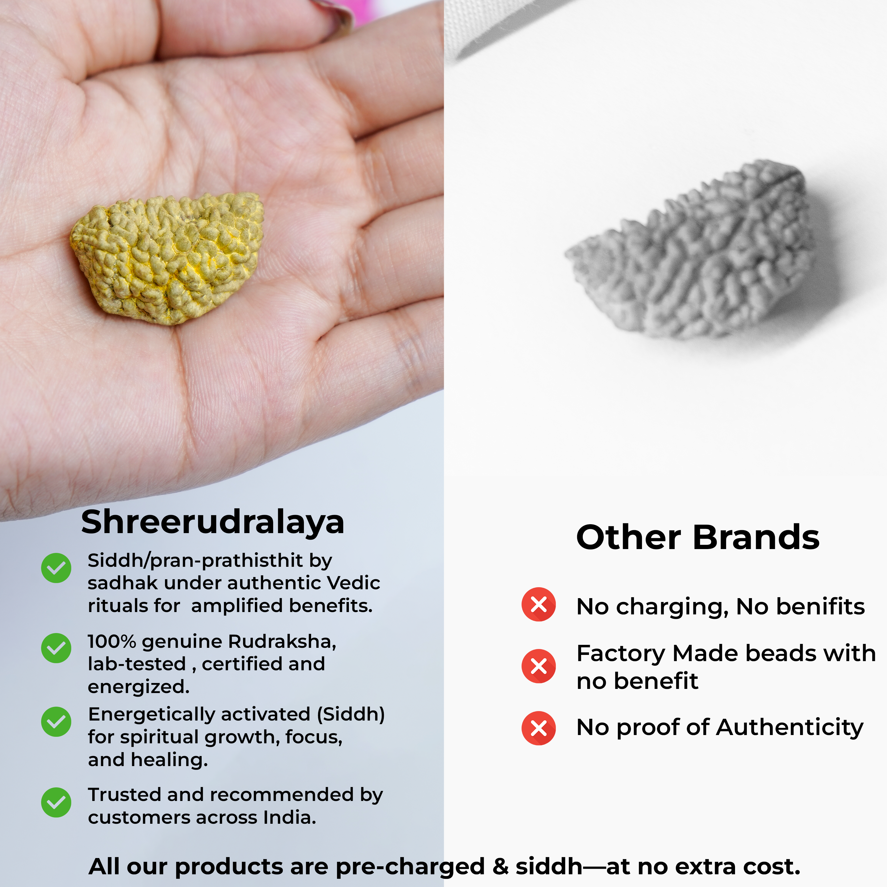 1 Mukhi Rudraksha - Supreme Spiritual Power & Consciousness Awakening