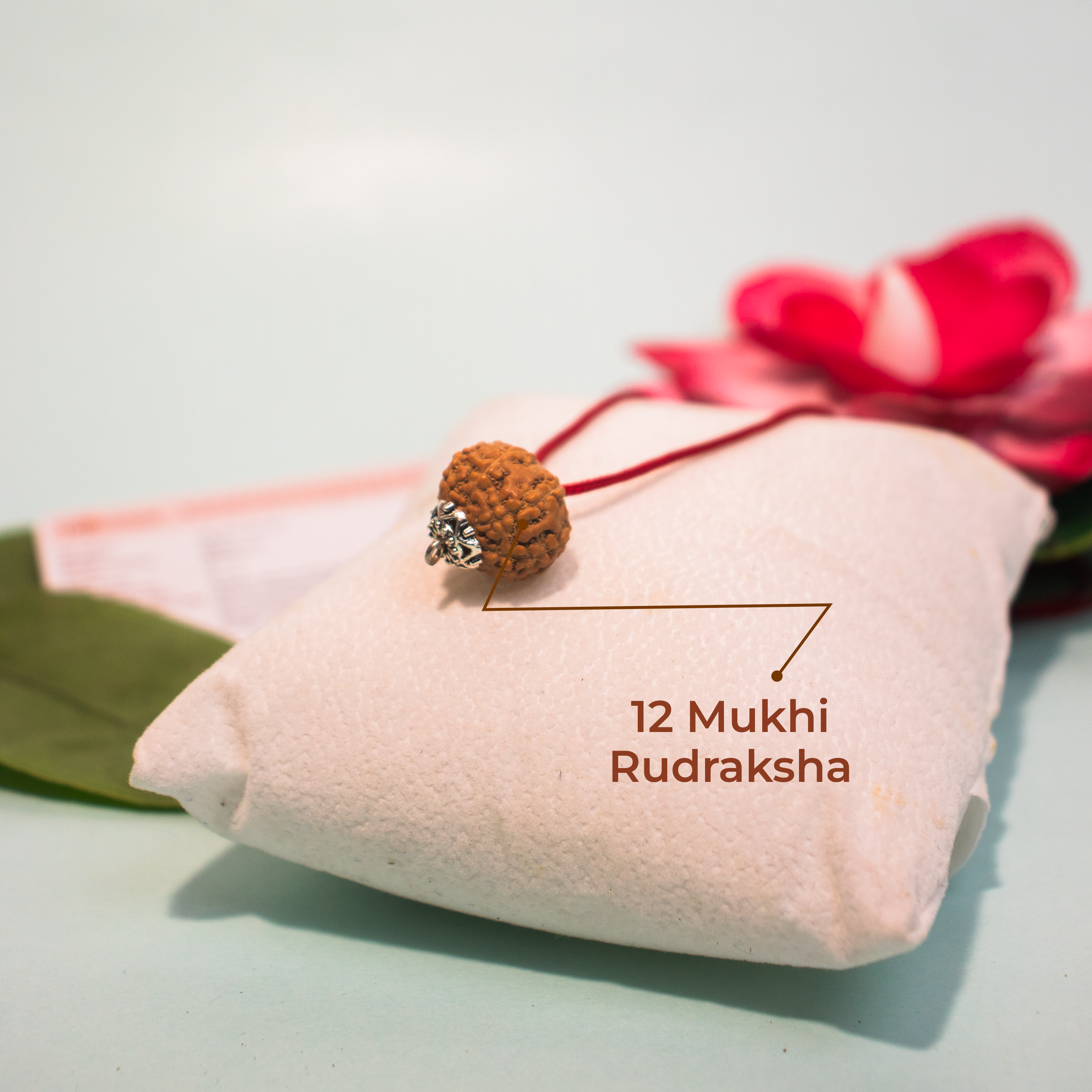 12 Mukhi Indonesian Rudraksha – Surya Dev Energized Bead