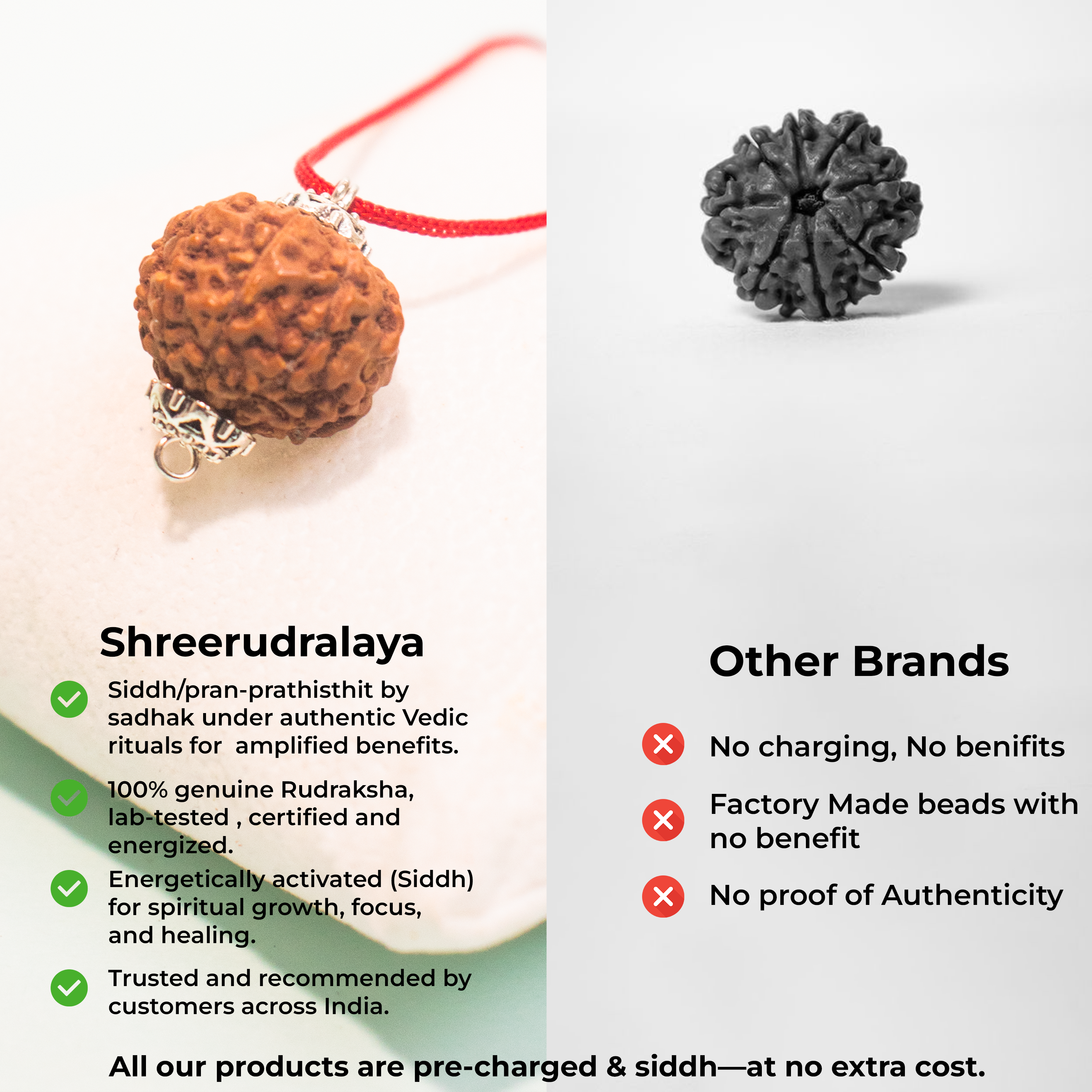 8 Mukhi Indonesian Rudraksha – Energized & Authentic