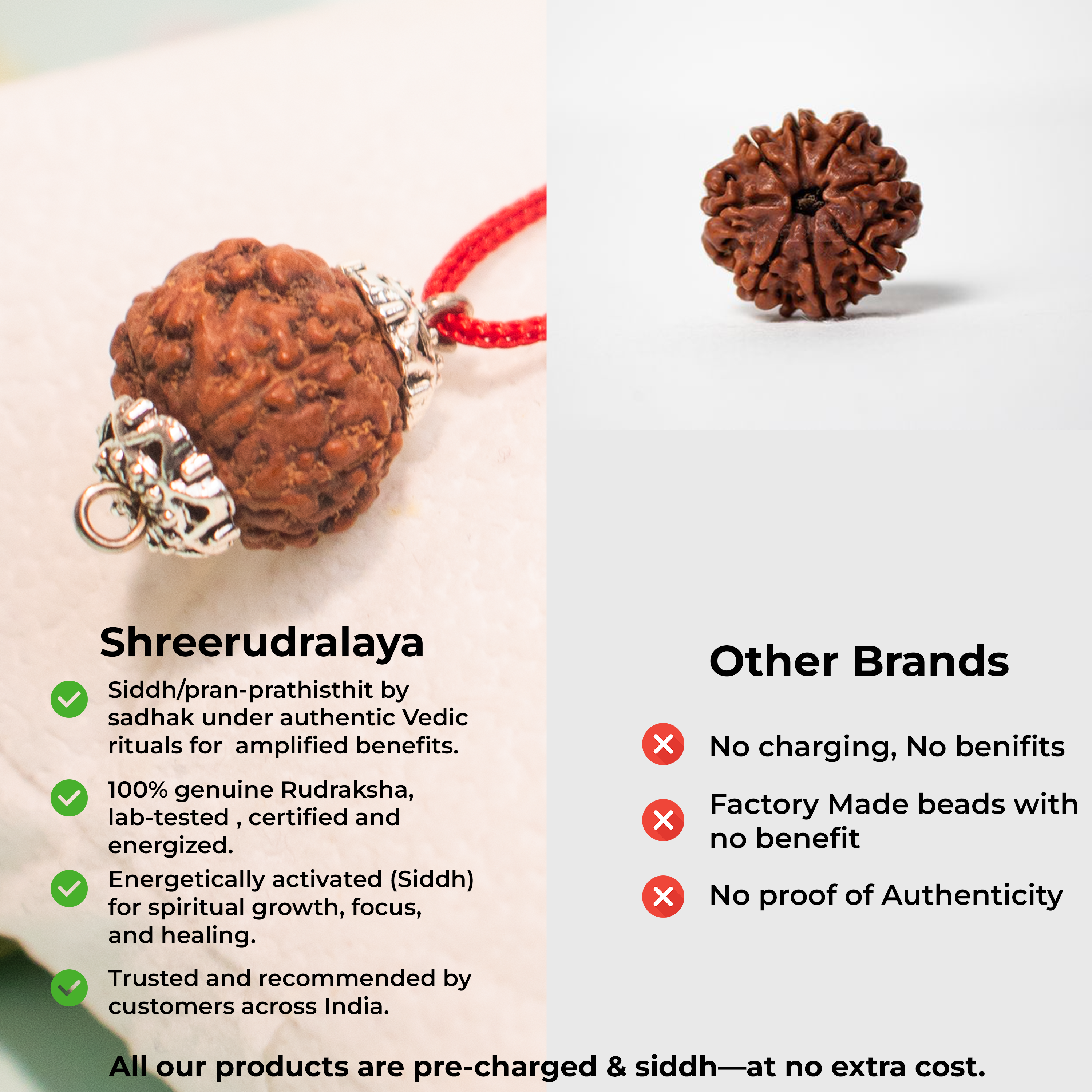 11 Mukhi Indonesian Rudraksha – Divine Wisdom & Protection
