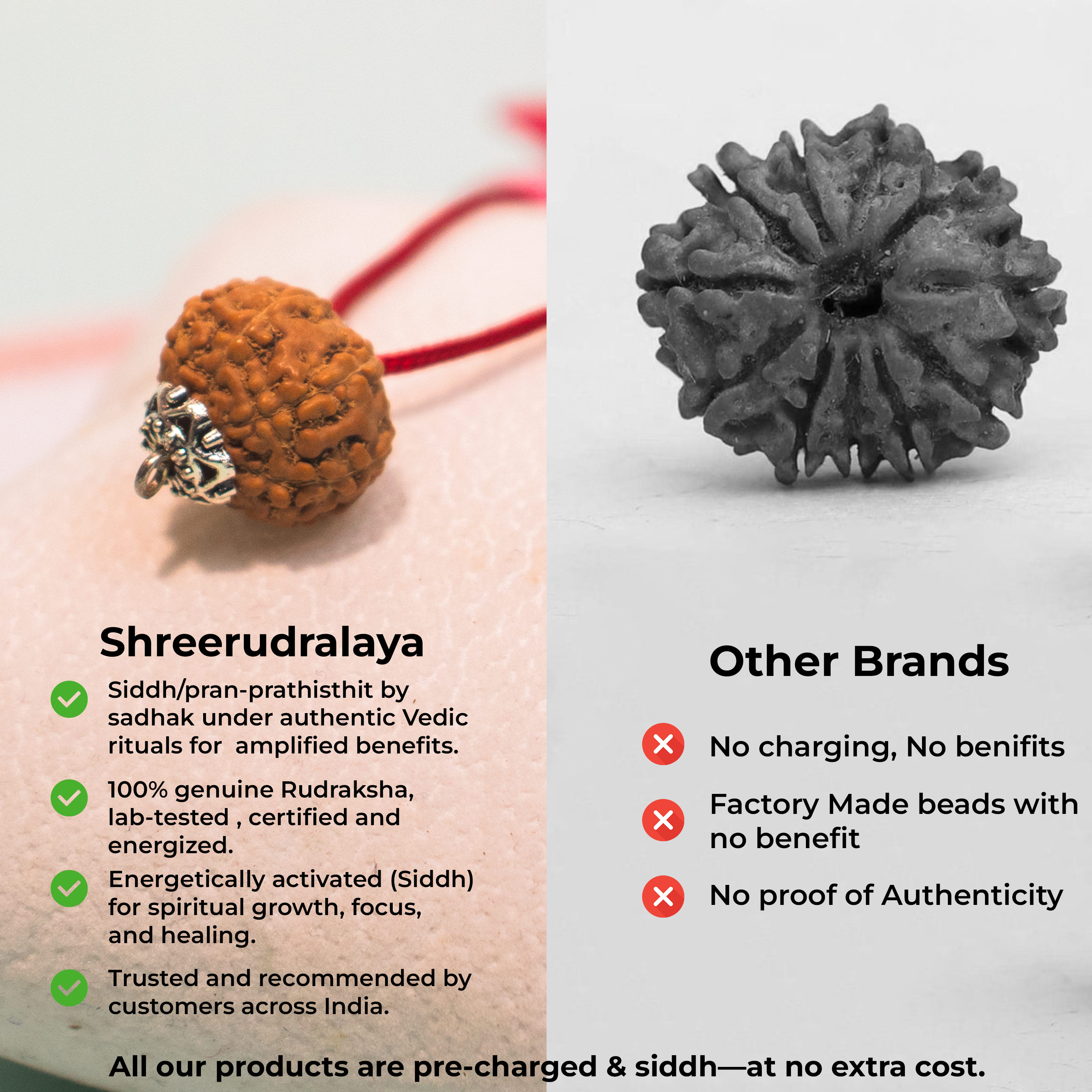 12 Mukhi Indonesian Rudraksha – Surya Dev Energized Bead
