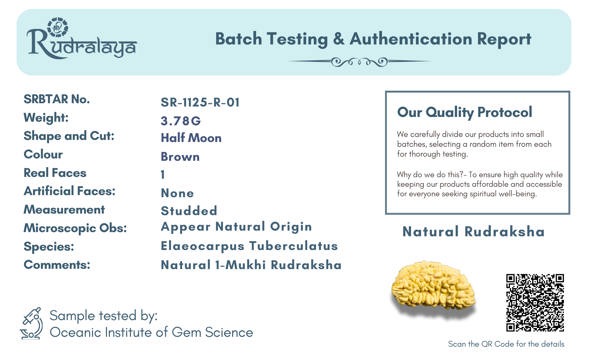 1 Mukhi Rudraksha - Supreme Spiritual Power & Consciousness Awakening