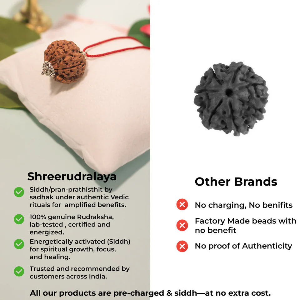 7 Mukhi Rudraksha Bracelet & 7 Mukhi Rudraksha Pendant Combo