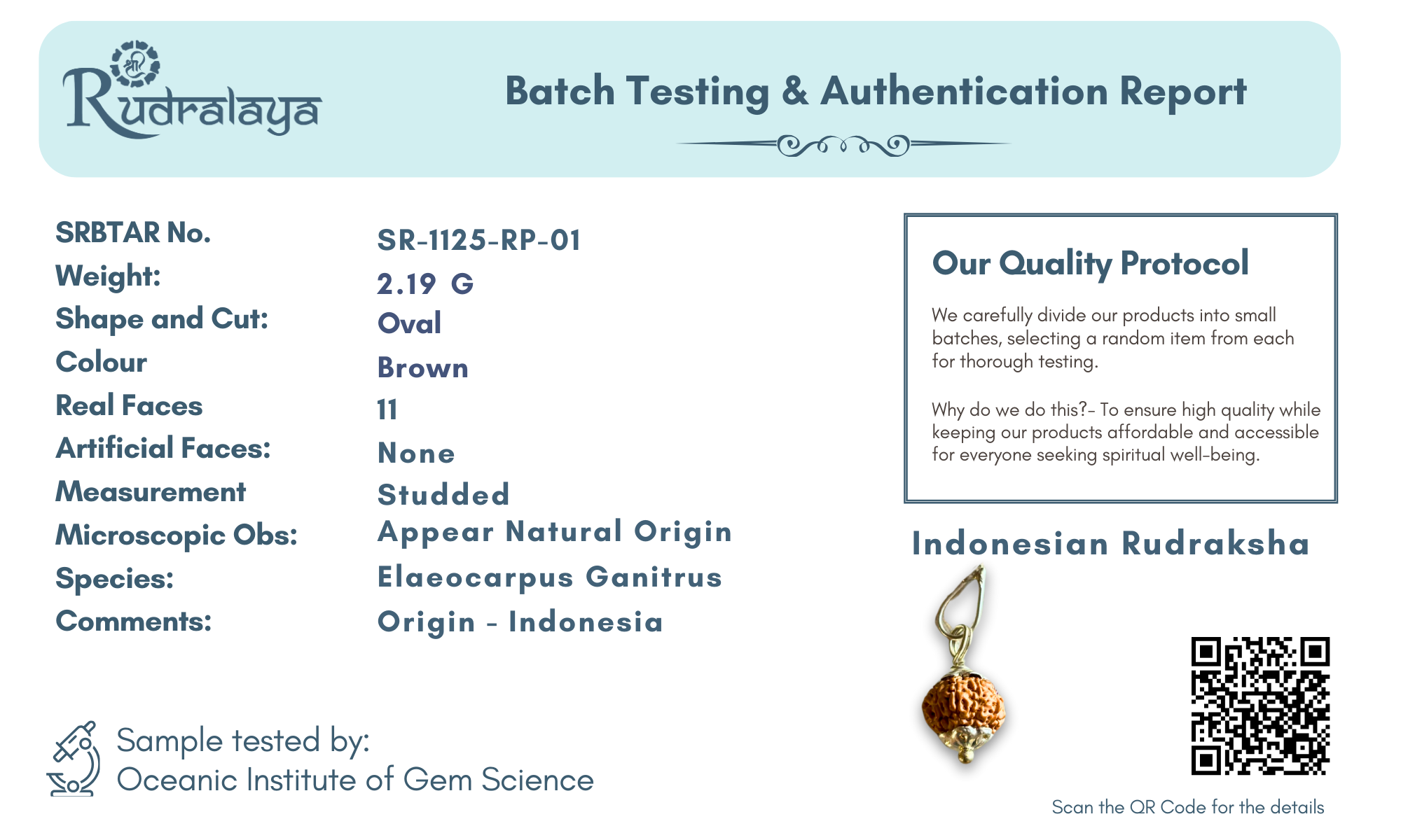 11 Mukhi Indonesian Rudraksha – Divine Wisdom & Protection