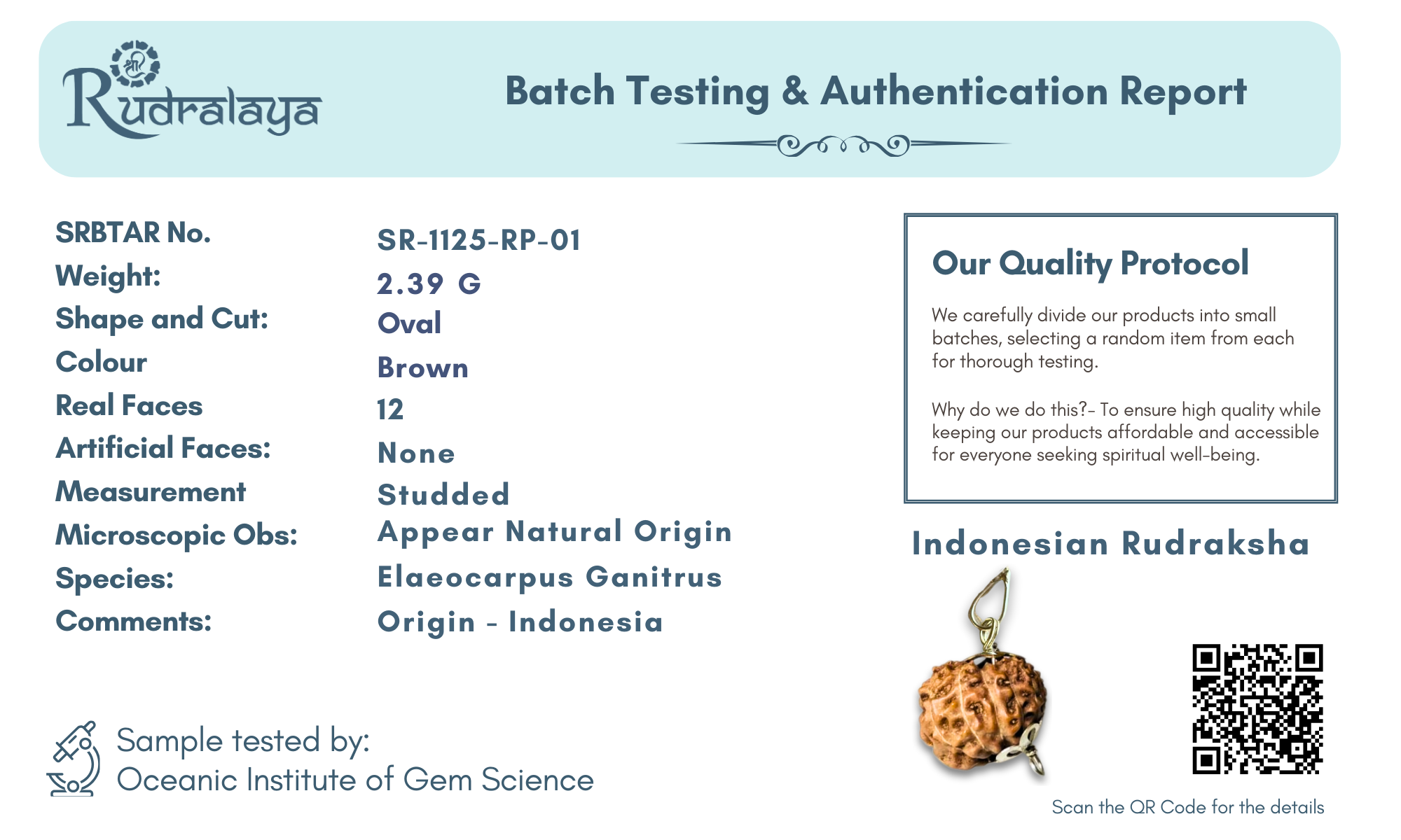 12 Mukhi Indonesian Rudraksha – Surya Dev Energized Bead