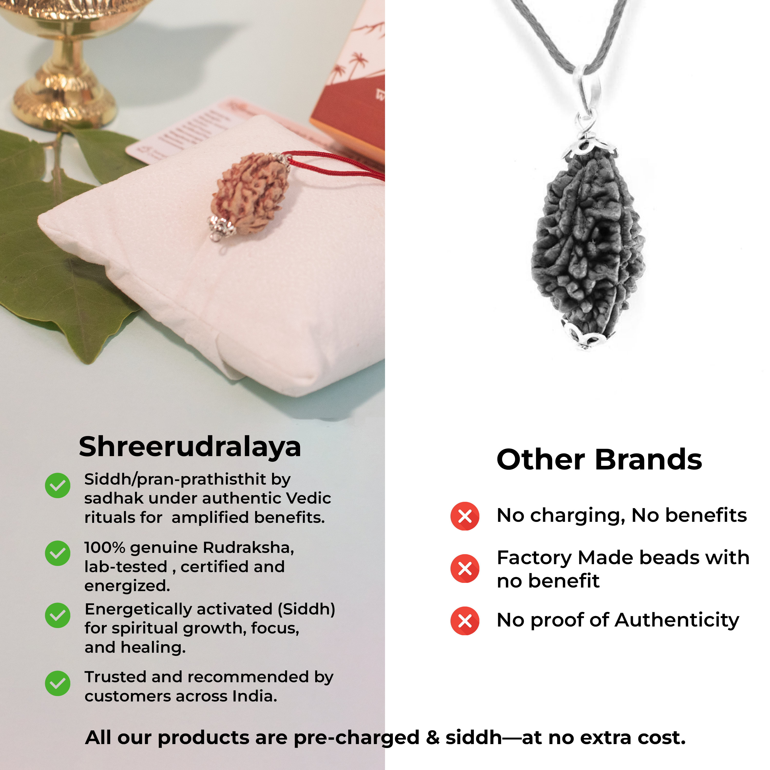 3 Mukhi Rudraksha from Dakshin Bharata – Energized & Authentic