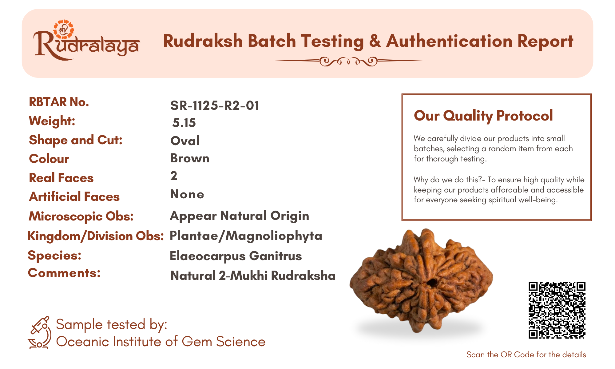 2 Mukhi Rudraksha Pendant from Dakshin Bharata