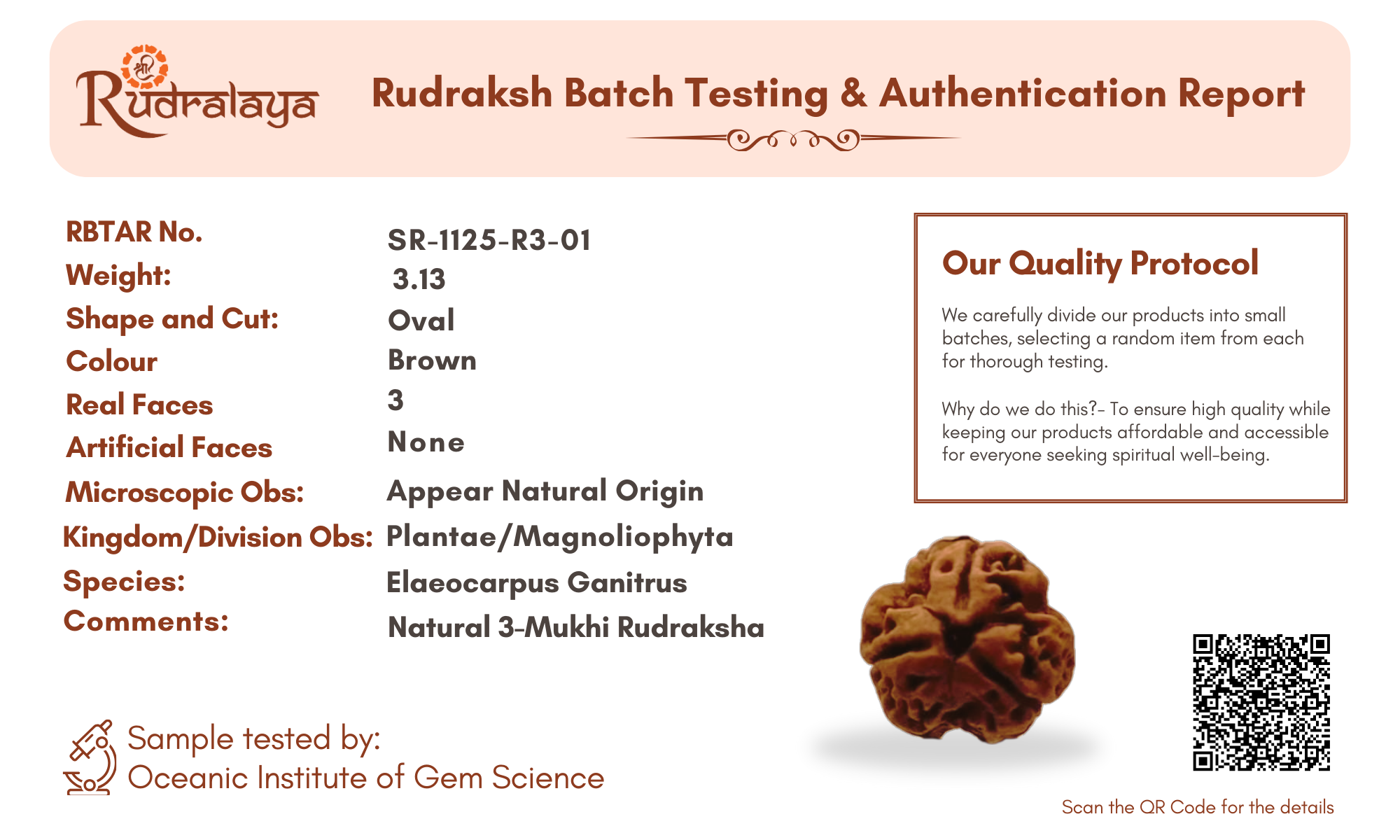 3 Mukhi Rudraksha from Dakshin Bharata – Energized & Authentic