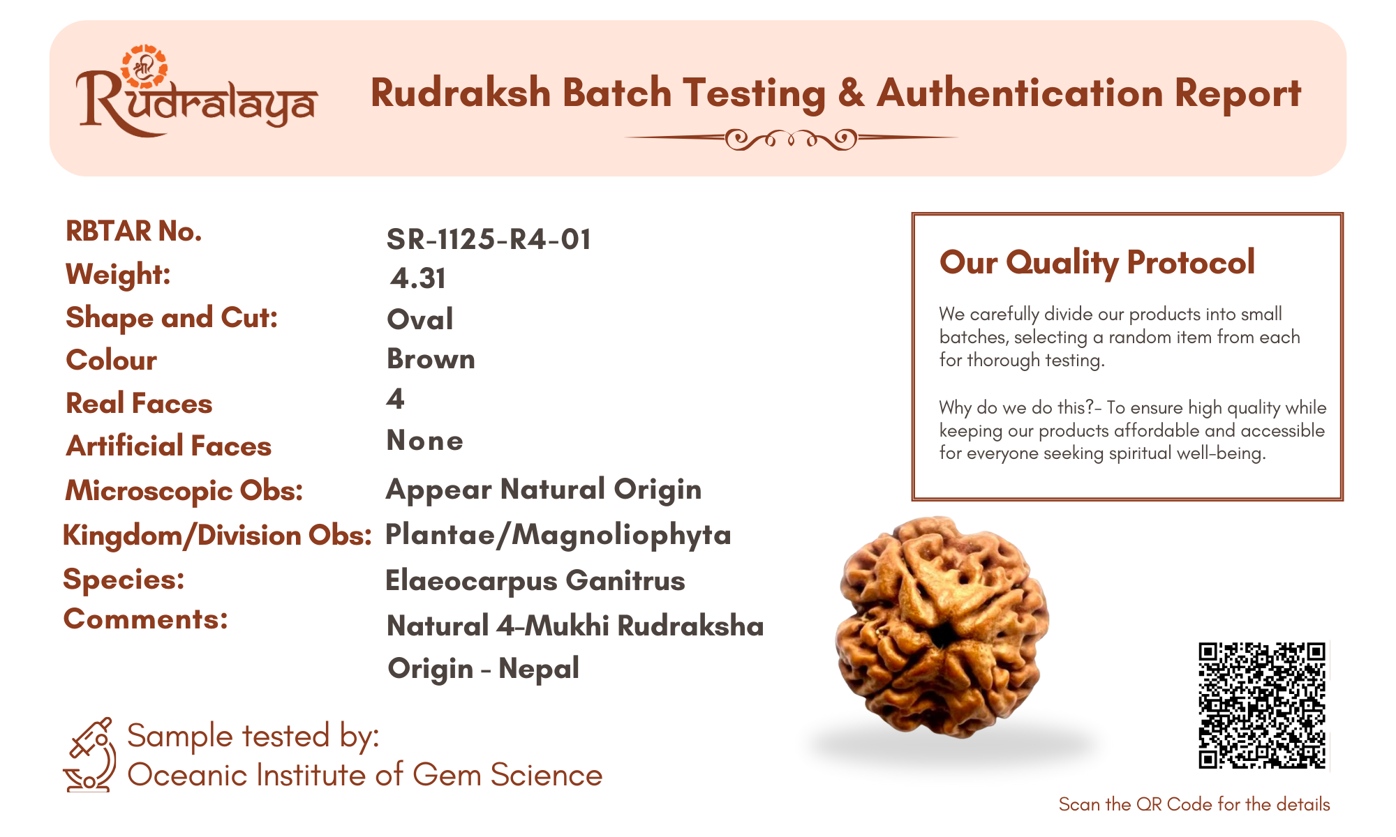 4 Mukhi Nepali Rudraksha Pendant – Wisdom, Creativity & Clear Communication