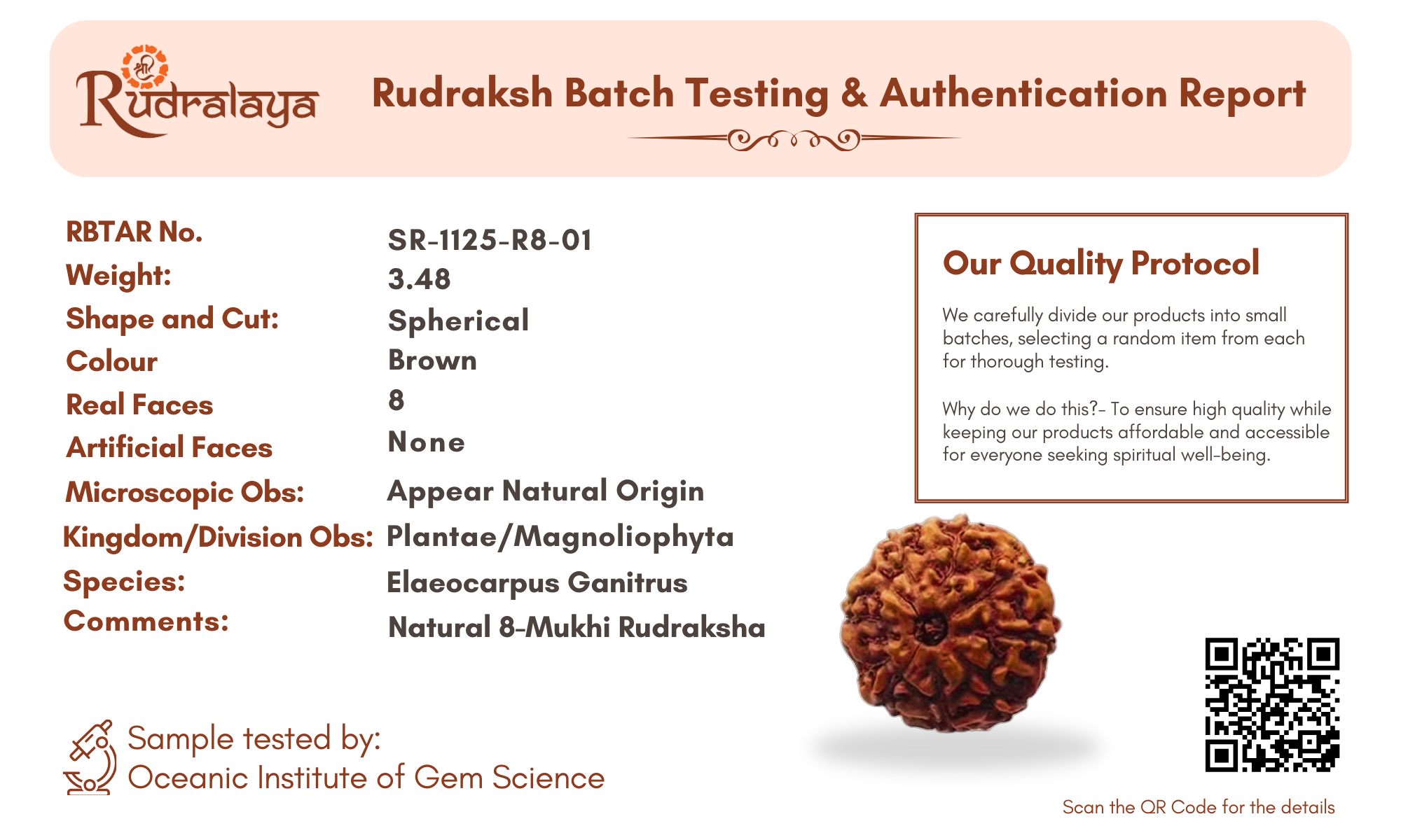8 Mukhi Indonesian Rudraksha – Energized & Authentic