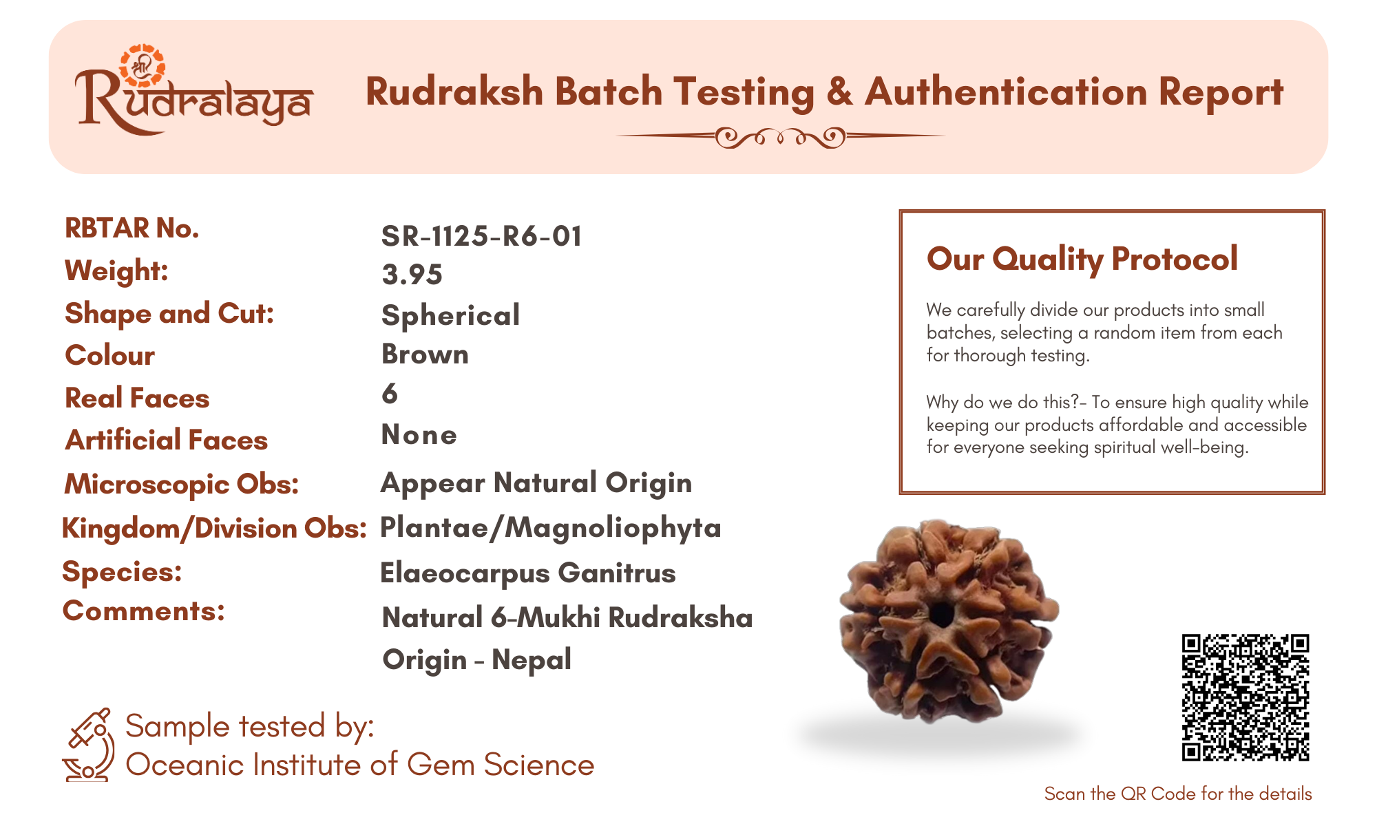 6 Mukhi Rudraksha Pendant – Confidence, Wisdom & Emotional Strength