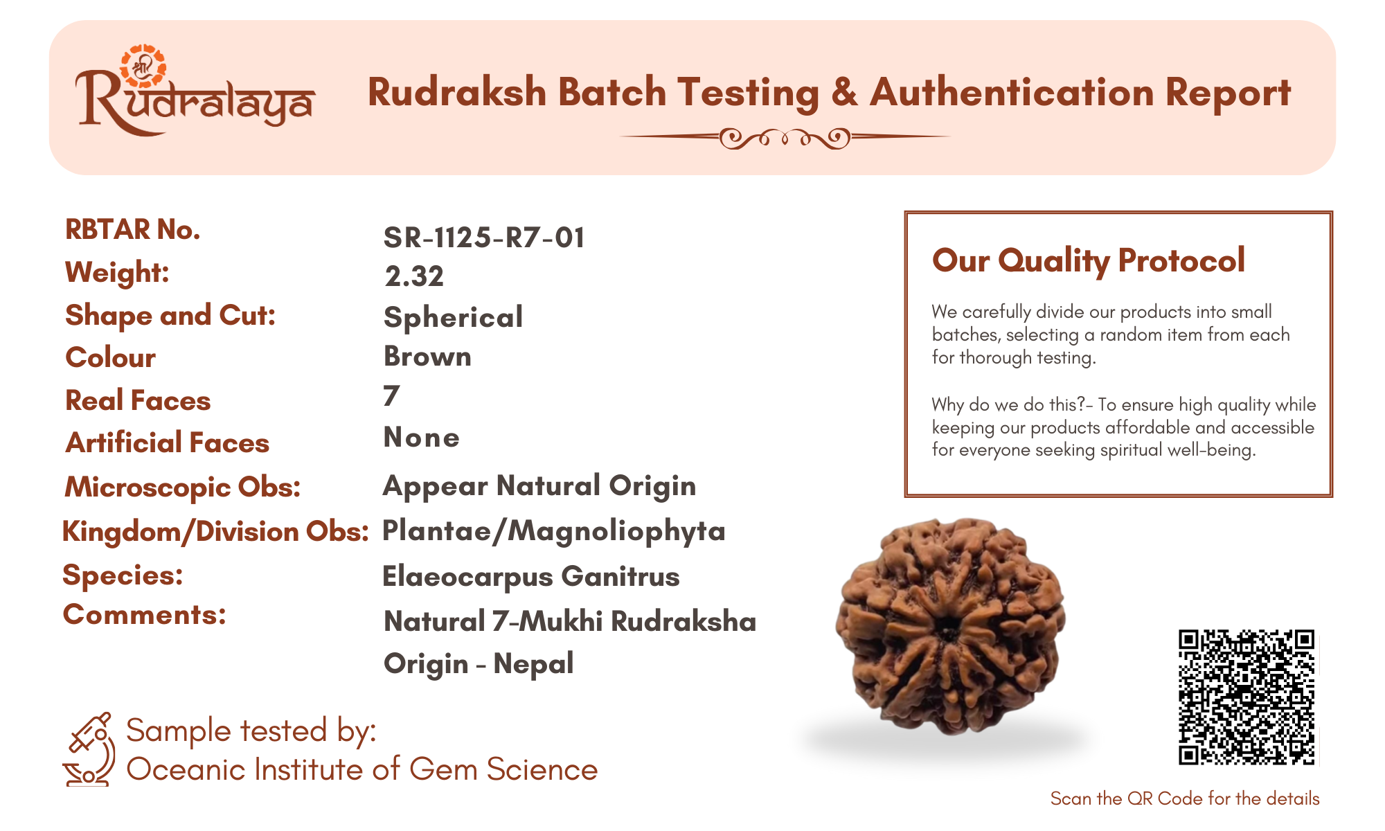 7 Mukhi Nepali Rudraksha Pendant – Wealth, Health & Divine Blessings of Goddess Lakshmi