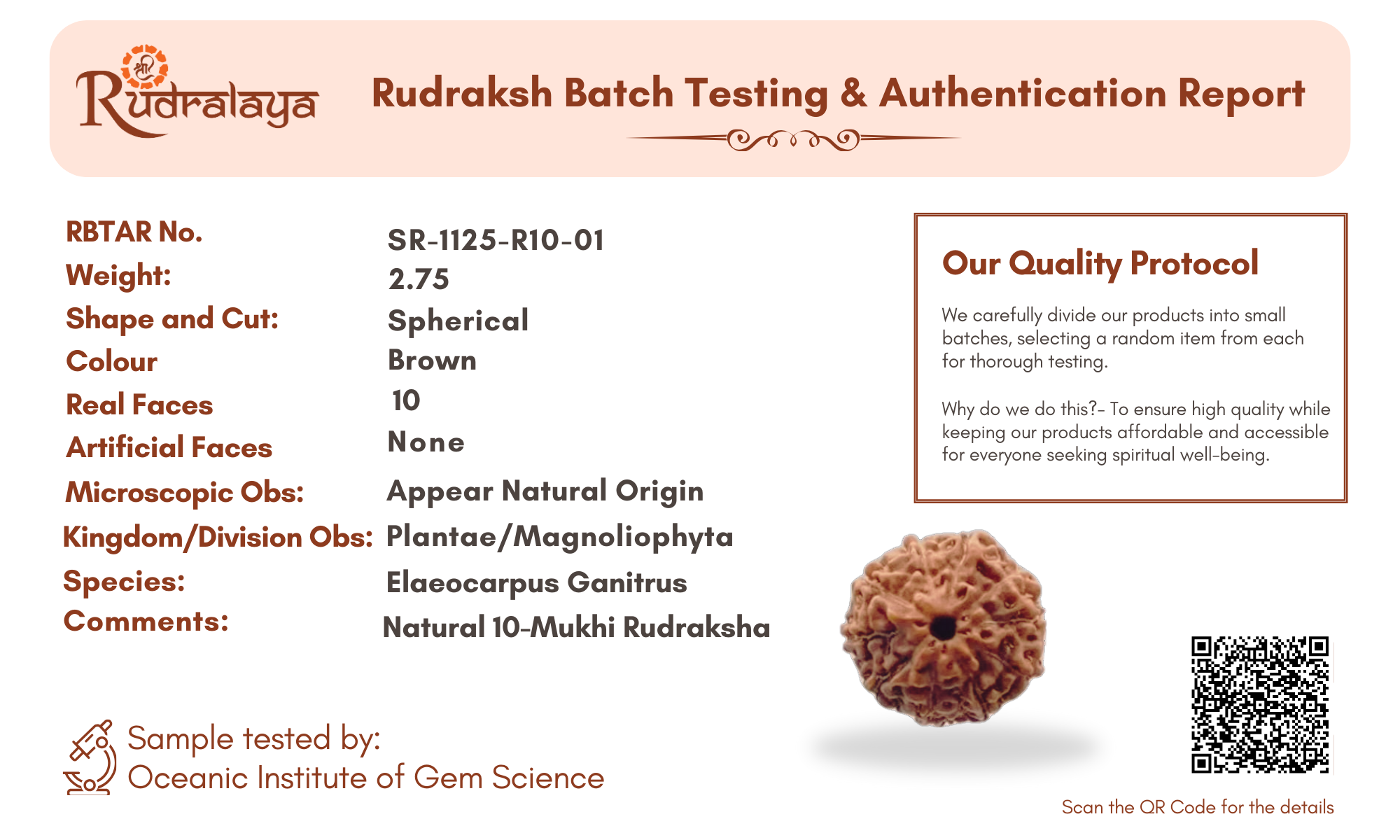 10 Mukhi Indonesian Rudraksha Pendant – Shield of Lord Vishnu for Protection & Peace